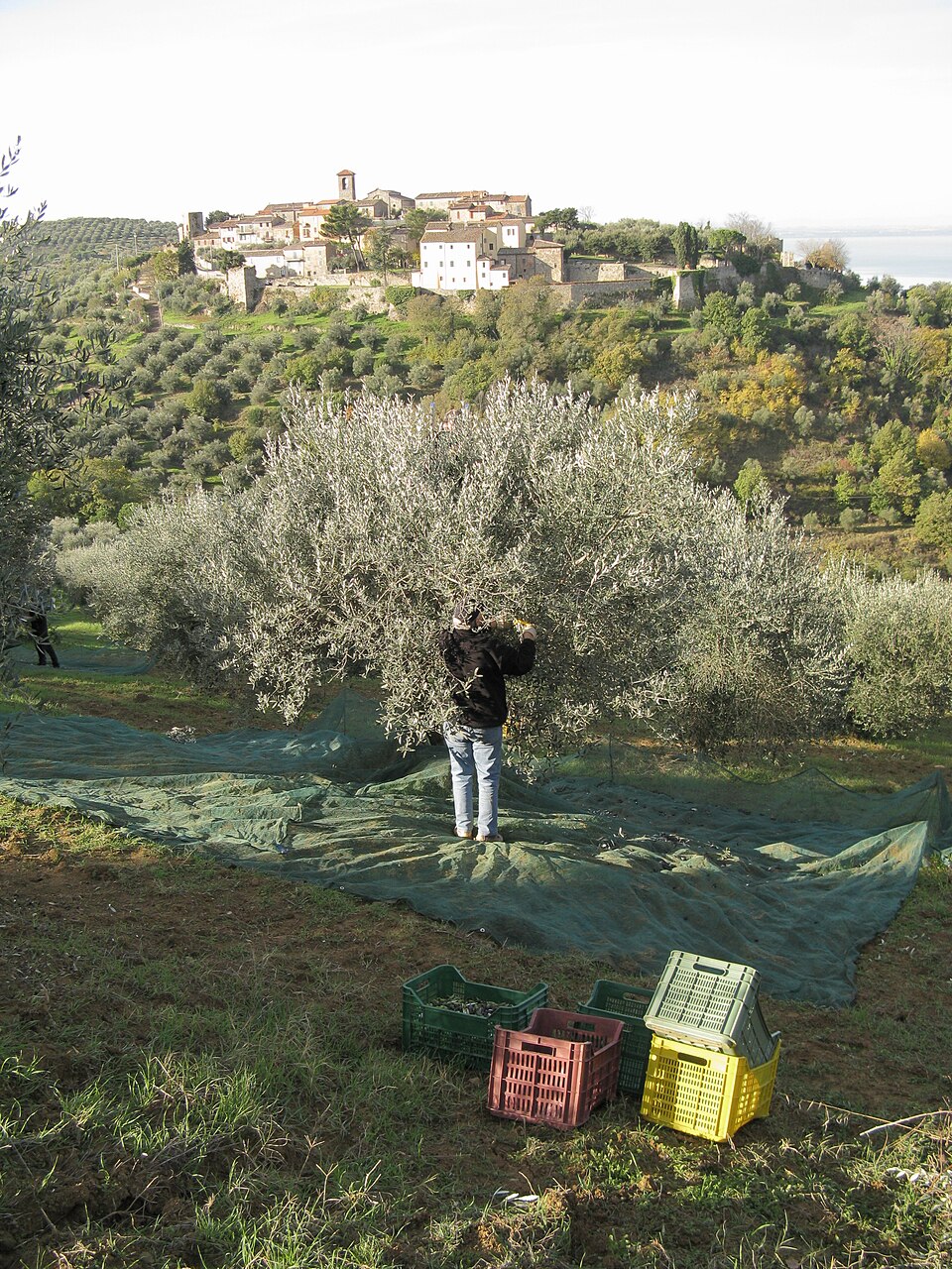 Raccolta tradizionale delle olive