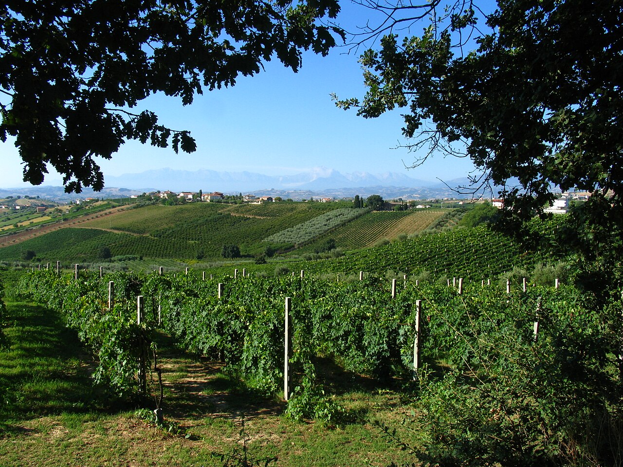 Vigneti e paesaggio italiano